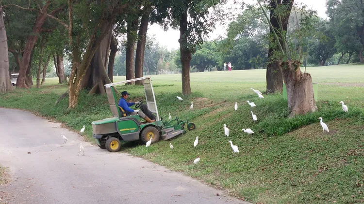 一群黃頭鷺跟在割草機旁覓食。凃建豐攝