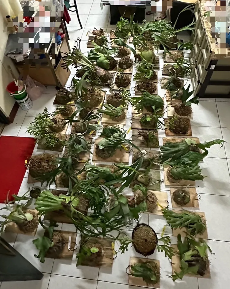 65株名貴鹿角蕨總計約9萬7500元。翻攝畫面