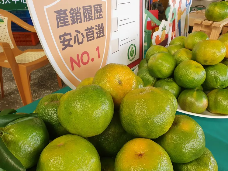 東山區青皮椪柑多汁，酸甜比例剛剛好，正是品柑最佳時節。北台南家扶提供