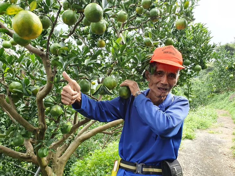 果農伍國賢連續七年捐椪柑義賣助家扶寒冬送暖。北台南家扶提供