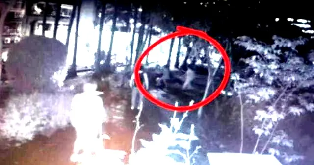 8月23日松菸發生杜賓犬攻擊咬狗事件，動保處踢皮球給文基會，文基會又踢給警察局。翻攝許淑華Hsu Shu-Hua粉專