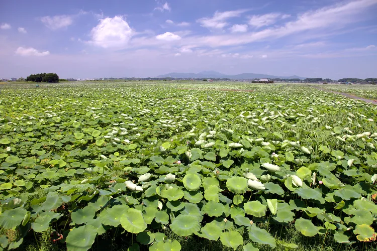 土浦盛產蓮藕。南市府提供