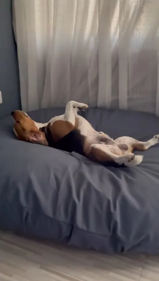 。IG @beagle_de_oka 提供