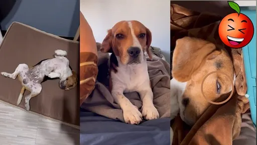 跟對主子一世好命!看牠睡到四腳朝天還抖腿 你羨慕嗎