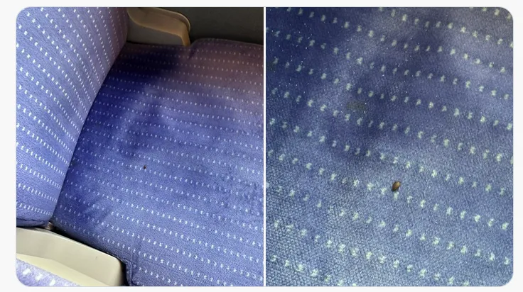 民眾貼出椅子上的臭蟲。X