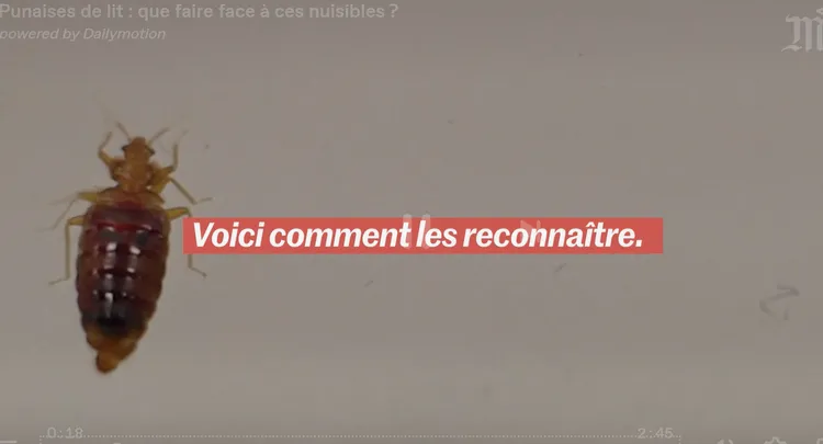 臭蟲大規模散佈在巴黎各個室內場所。《世界報》