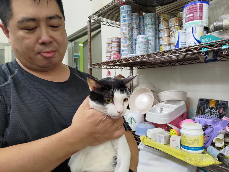 收容在寵物銀行4隻貓隻，已被陳姓民眾認養。翻攝照片