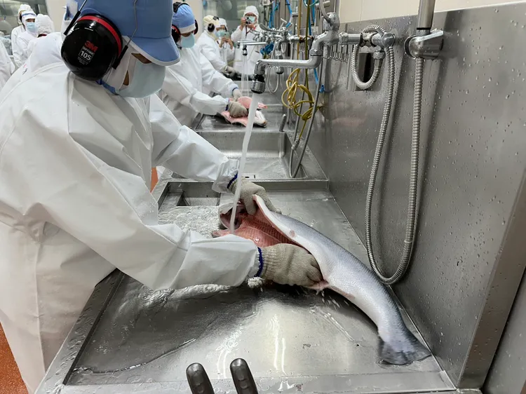 全聯預估挪威鮭魚今年可望正式突破10億元大關。陳怡文攝