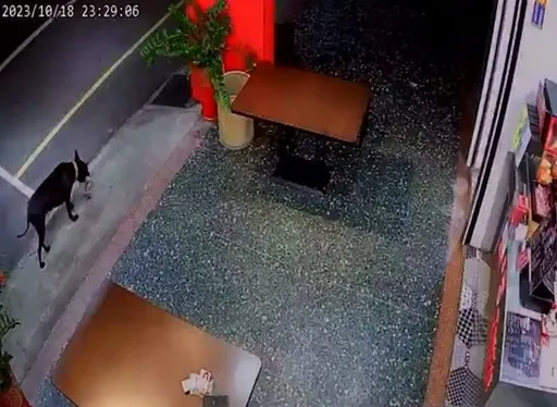 苗栗炸雞店黑狗撿到槍大逆轉 竟是老闆自導自演!民代表弟道歉