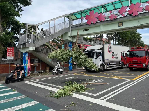 強風吹斷樹枝壓塌電線垂車道 平鎮中豐路交通一度受阻