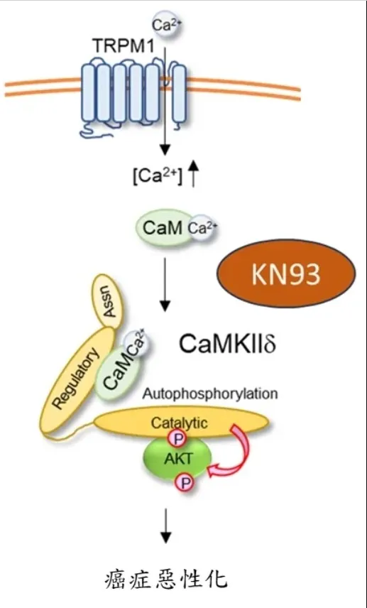 KN93宛如堵住鑰匙孔位置，不讓CaMKII插入進一步活化AKT，也就能避免癌症惡化。國衛院提供