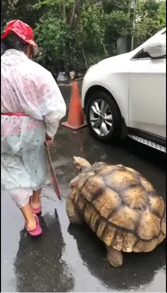 一名網友在網路上分享一段老婦人溜烏龜的影片,由於烏龜體型碩大,令路人感到相當驚奇。翻攝《爆廢公社二館》