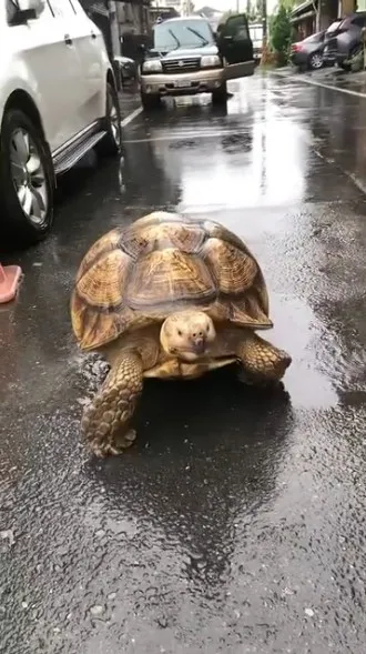 一名網友在網路上分享一段老婦人溜烏龜的影片，由於烏龜體型碩大，令路人感到相當驚奇。翻攝《爆廢公社二館》