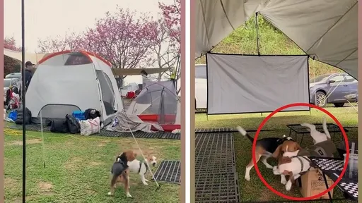 有你真好!2汪星人感觉开心就摔角 一不小心就幸福开咬