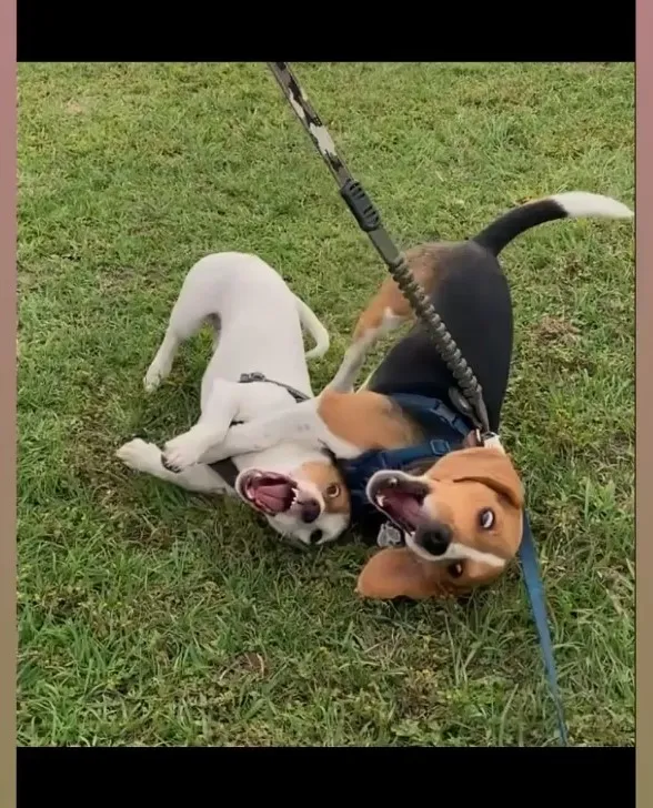米格魯獵犬短毛，個性活潑開朗，下垂的耳朵和表情豐富的眼睛。IG @beagle_de_oka 提供