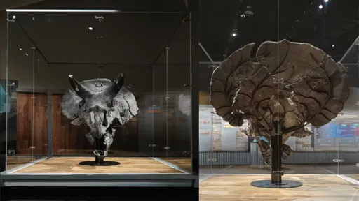 真的來過地球?超完整三角龍化石展出 頭骨大到難以置信