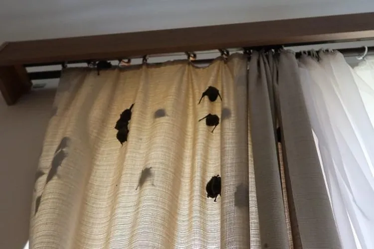 窗簾掛了滿滿的蝙蝠。翻攝荷蘭新聞網站nieuwsblad.be