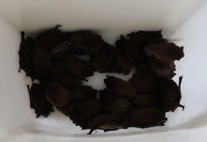 動物專家在飯店客房捕抓到的蝙蝠。翻攝荷蘭新聞網站nieuwsblad.be