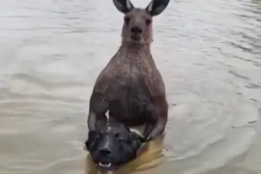 惡棍袋鼠「鎖喉」挾持黑狗 澳洲男跳水單挑救愛犬(有片)