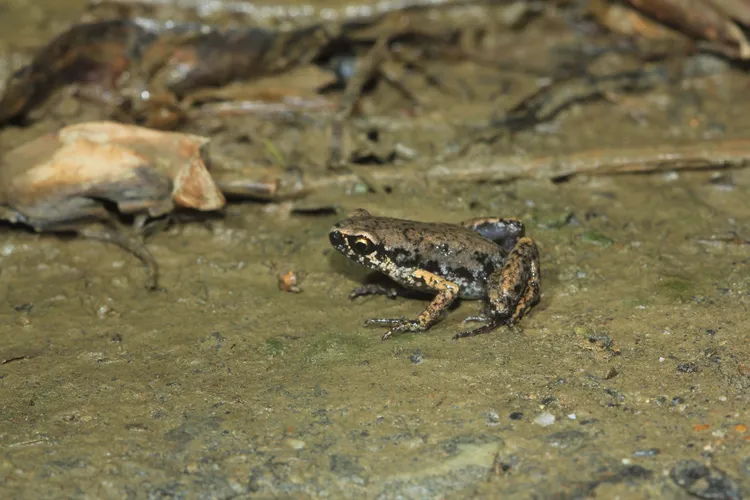 園區發現台灣特有瀕危的史丹吉氏小雨蛙。屏科大提供