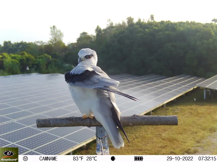 園區內有黑翅鳶，顯示具有完整的食物鏈。屏科大提供
