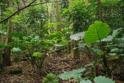屏科大團隊調查奇美綠能園區有大發現 豐富生物多樣性!這些特有野生動物看的到