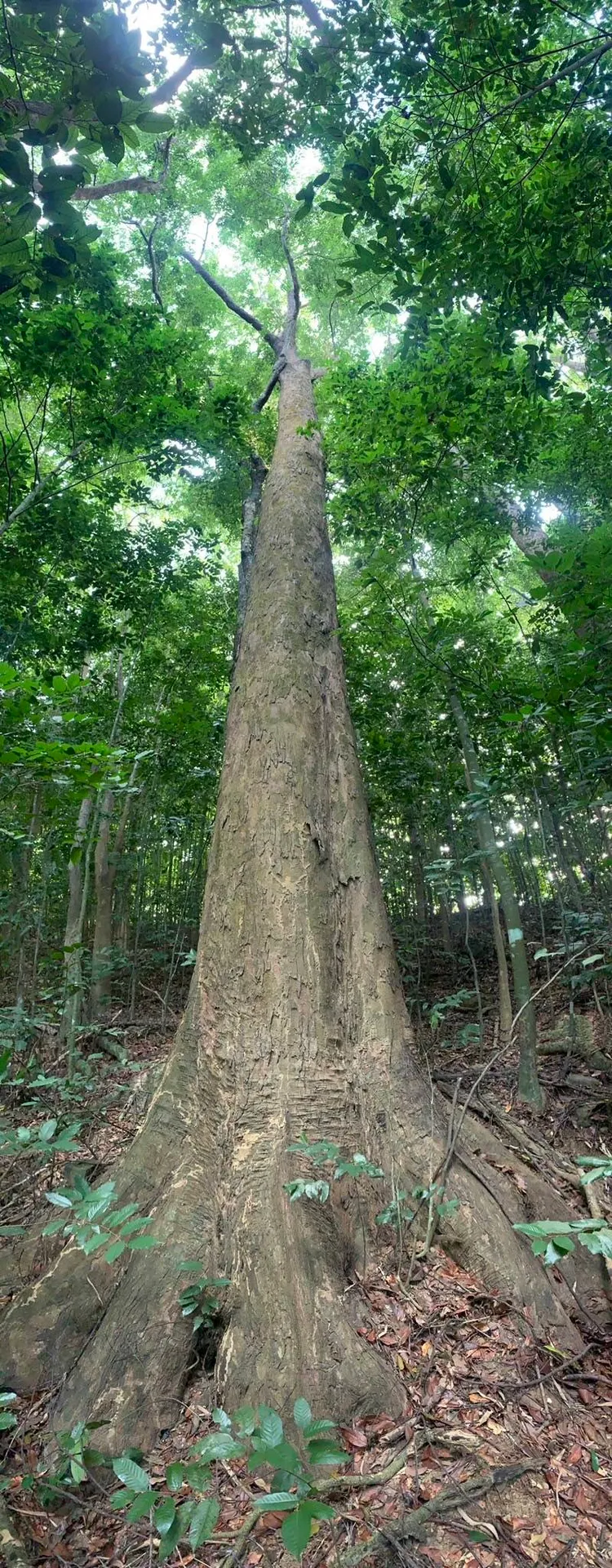 生長在第2225號自然保安林地中一柱沖天的大樹，胸徑約100-105 cm。林業署提供
