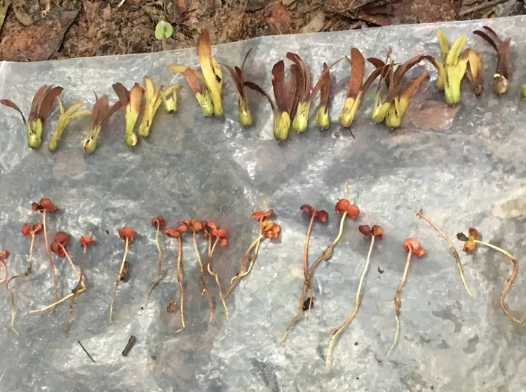 果實有3大翅，2小翅，具有不同長度的主根。林業署提供