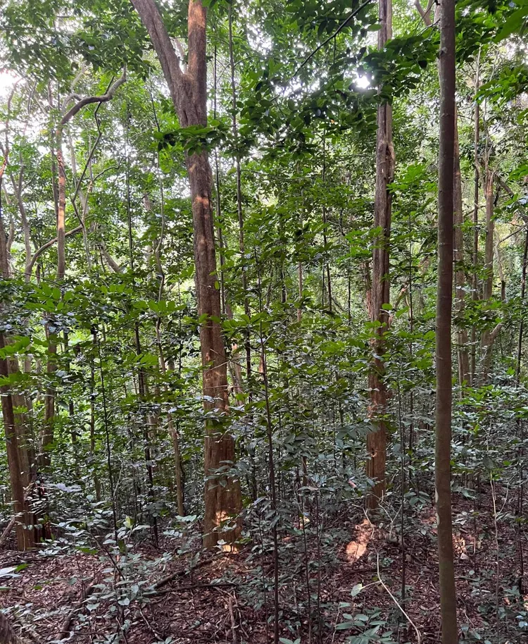 自然保安林地中更新的異齡林。林業署提供