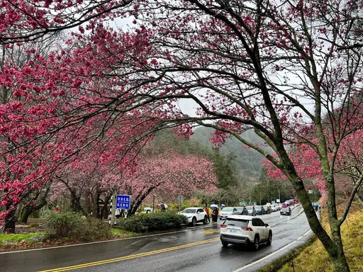 武陵農場櫻花季11/1開放訂房!推「榮民有感」優先 疏運管制時程出爐