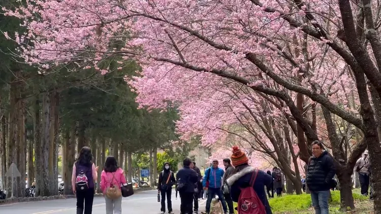 2024年的武陵櫻花季交通疏運將於2月8日至2月29日止，共22天。武陵農場提供