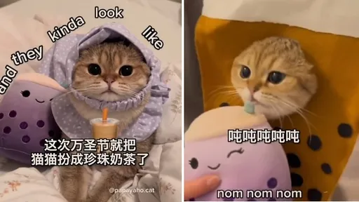 不給罐罐就搗蛋！萬聖節貓咪變裝珍奶　萌到讓人喊：再一杯