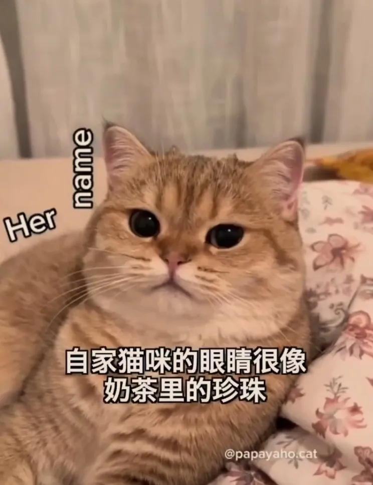 貓咪有雙圓滾滾的大眼睛。TikTok@roseforever1 提供
