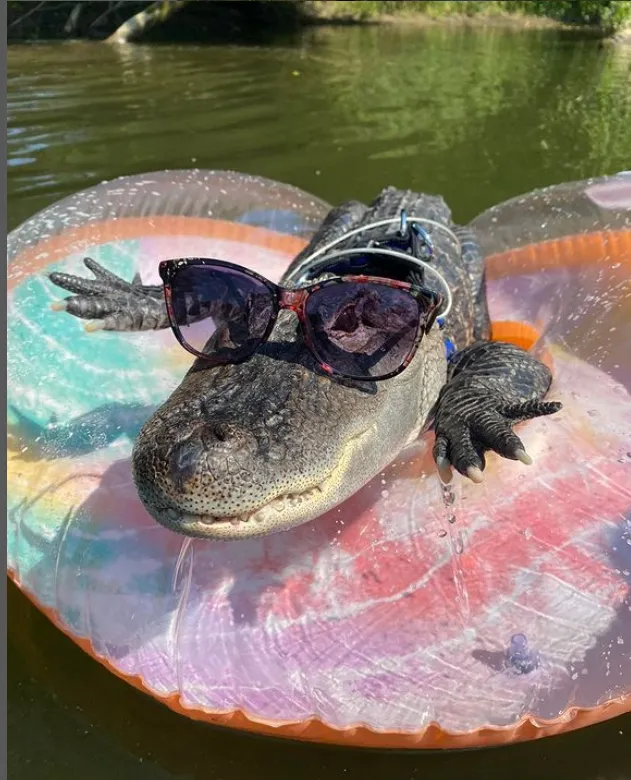 寵物鱷魚平日擺拍。