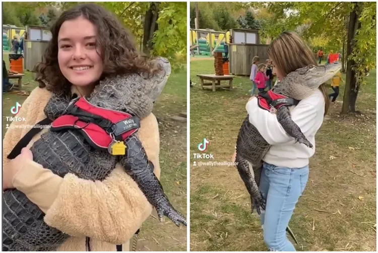 寵物鱷魚到學校訪問片段。