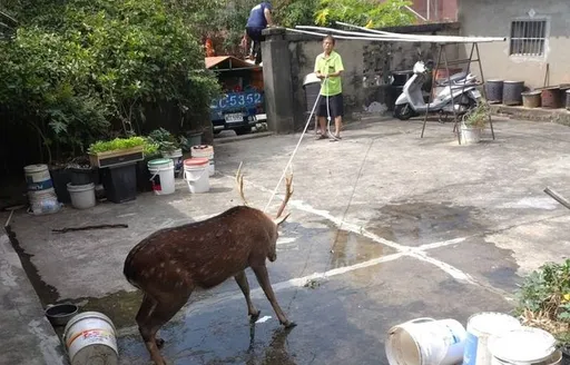 台中梅花鹿闯民宅！通报1999却「把牠屠杀了」　农业局说话了