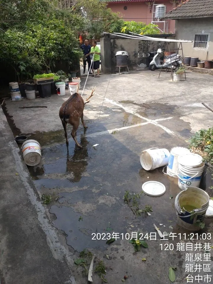 民眾說，來處理的人沒有麻醉槍，「好像用刀刺牠」。翻攝臉書社團「龍井之鄉」
