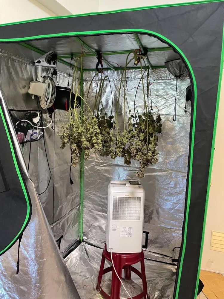 大麻植株。民眾提供