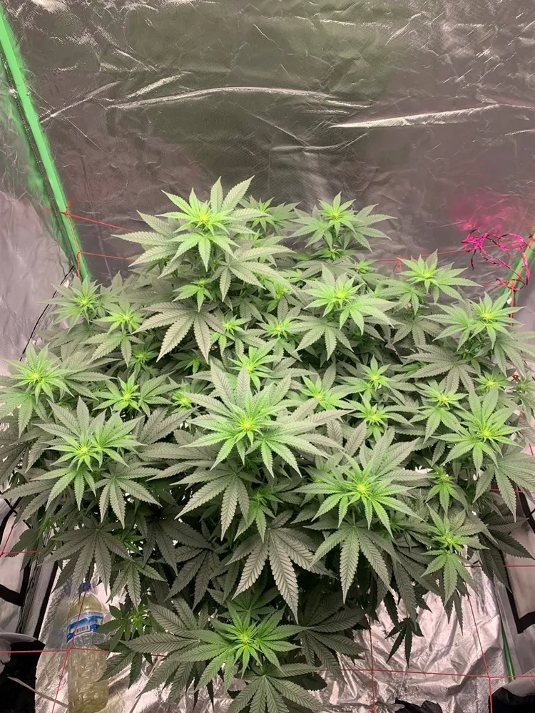 陳男種的大麻枝葉茂盛，連警方也嚇一跳。民眾提供