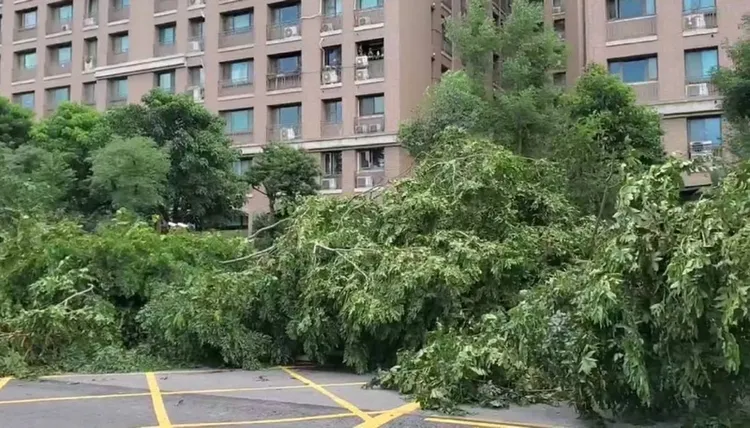 颱風小犬來襲，新北市風雨強度未達停止上班、上課標準，但三峽北大特區出現整排長達200公尺的路樹傾倒災情，區公所已派員排除。（翻攝照片）中央社