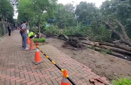 新北風雨未達停班課標準 三峽20多棵路樹如骨牌被吹倒