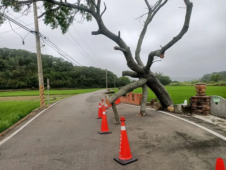 鄉公所先以樹幹支撐主幹，颱風過後再設法救樹。翻攝臉書「愛西湖大小事」