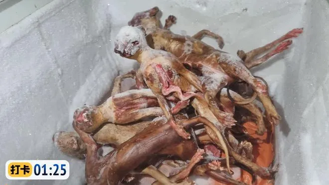 動保人士去年救貓時發現貓販囤積大量冷凍貓肉。翻攝澎湃新聞