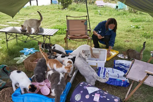 慎入!中國肉販「掛羊頭賣貓肉」  上千活貓獲救「一看就是寶貝寵物」