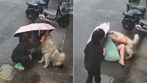 亂摸路邊狗「被咬臉噴血毀容」　手賤代價！女倒地驚叫求救