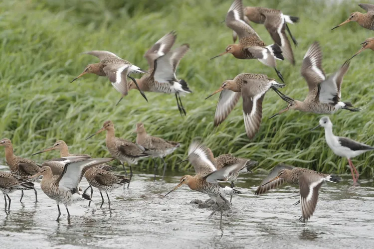 黑尾鷸群。徐瑞芳提供