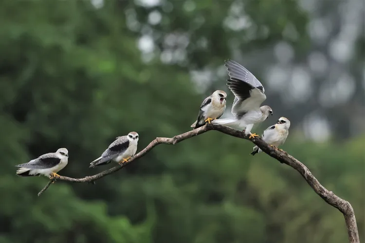 黑翅鳶幼鳥。徐瑞芳提供