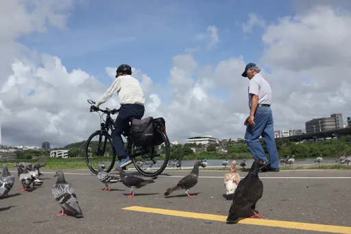 肝硬化常合併肌少症！北榮揪3關鍵腸道菌　改變可降低併發症