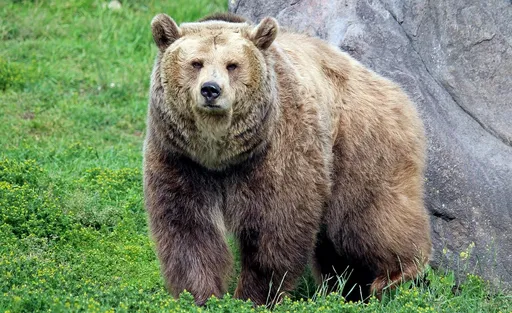 熊出沒!加拿大國家公園驚傳灰熊攻擊事件 2人1犬殞命