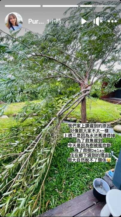 宥勝家的樹不敵強風被吹斷。取自蕾媽臉書